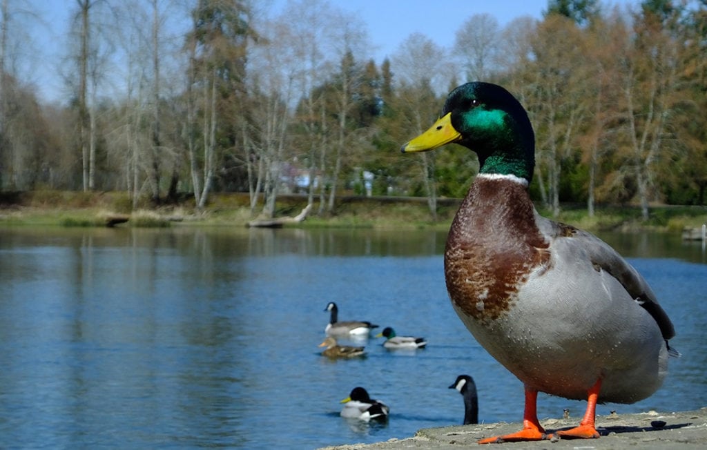 A male Mallard standing next to a pond.